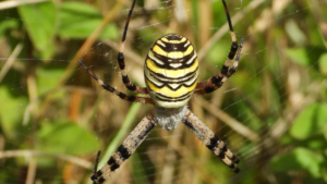 Argiope