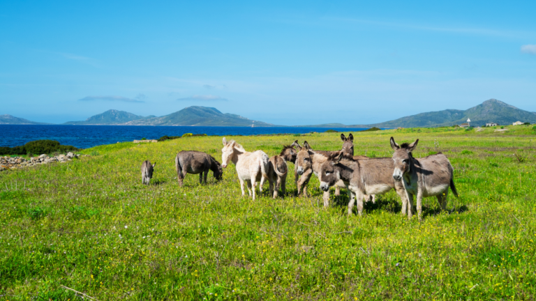 Asinara: come arrivare all’isola, dove dormire e spiagge