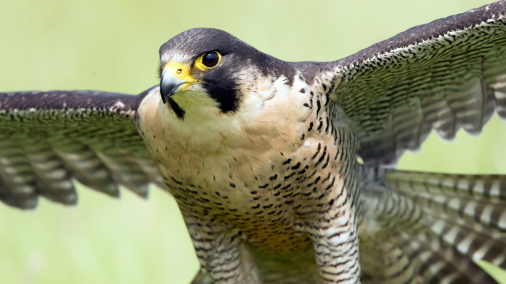 Falco pellegrino 2