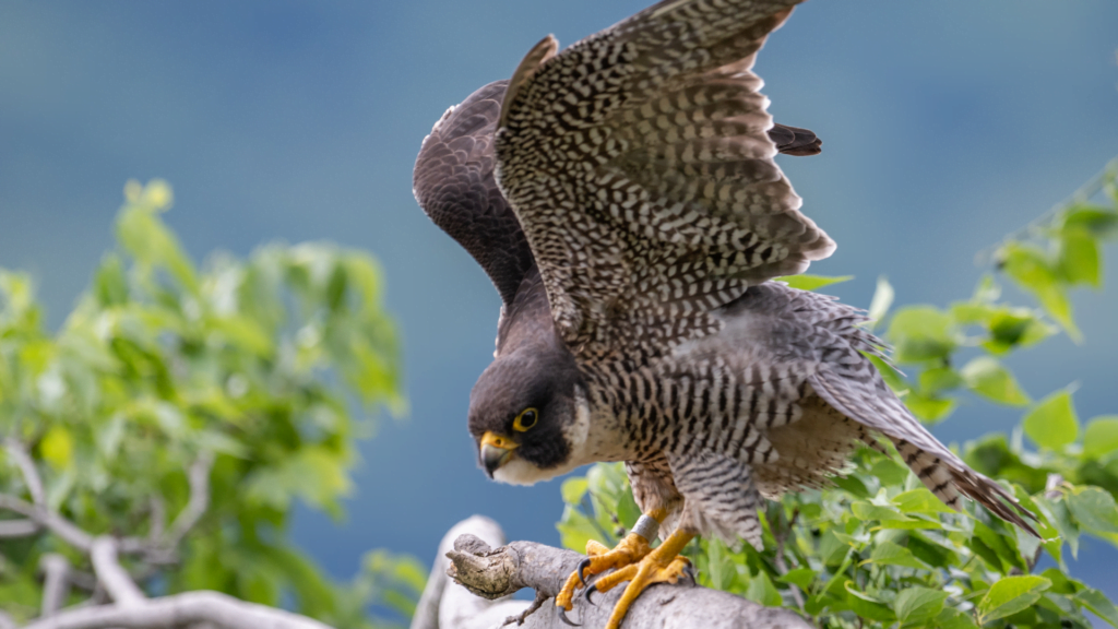 Falco pellegrino 3
