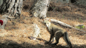 Felis Lybica Sarda 02