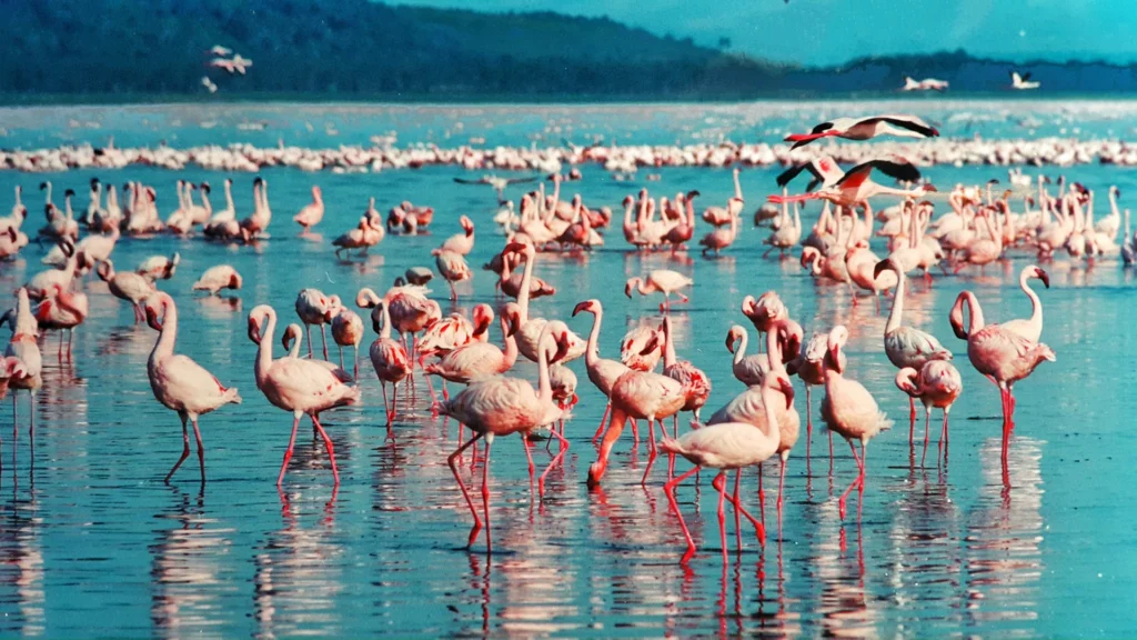 Fenicottero Rosa: caratteristiche, comportamento e habitat 4 Fenicotteri rosa