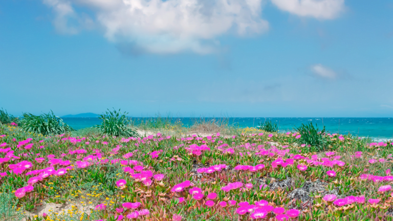 Flora della Sardegna: le piante sarde tra biodiversità e tradizioni