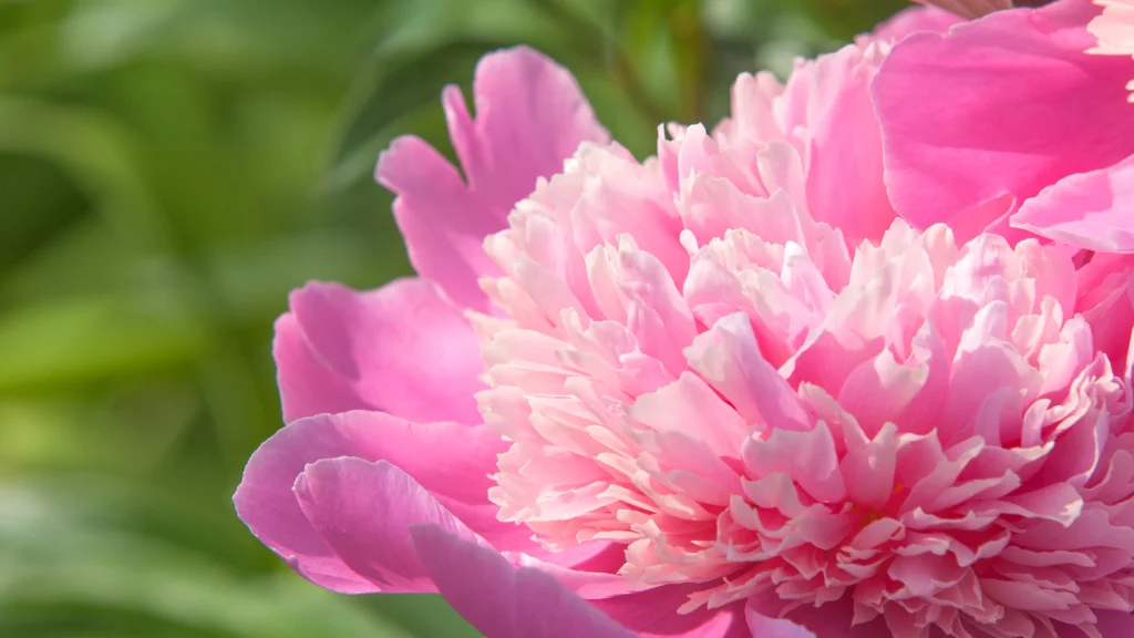 Paeonia morisii