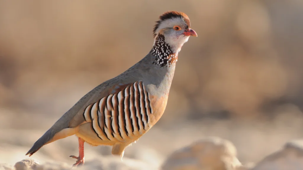 Pernice sarda: habitat, comportamento e riproduzione 1 Pernice sarda 1