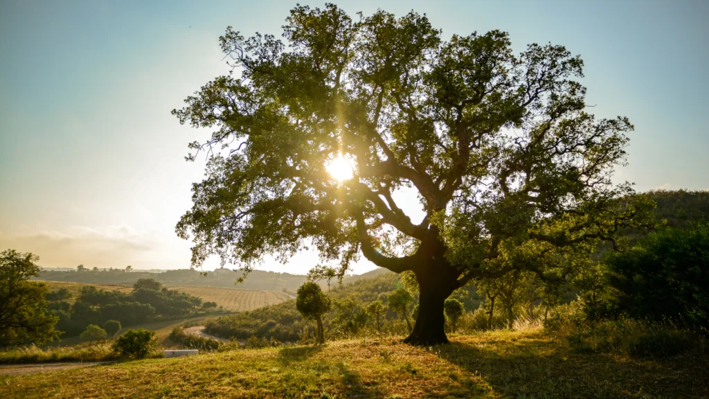 Quercia da sughero