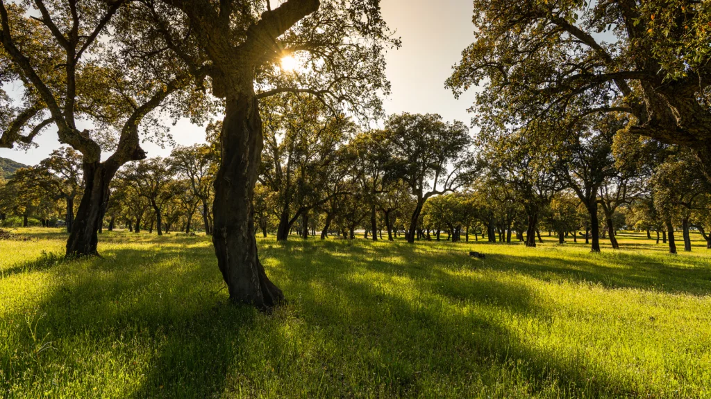 Quercia da sughero in Sardegna