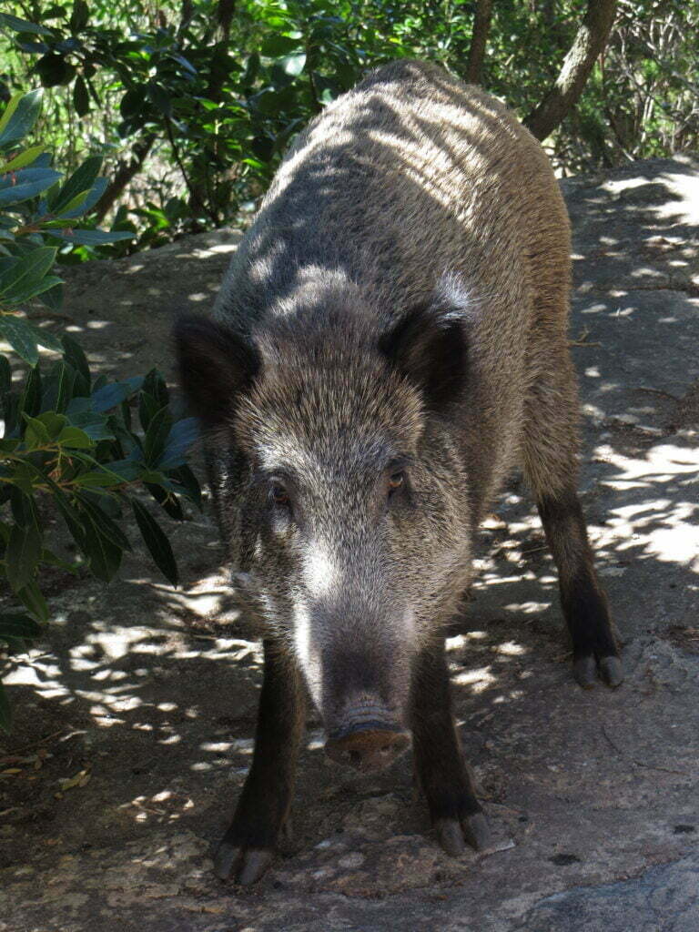 Sardinian wild boar Sus scrofa meridionalis