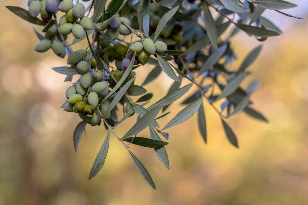 black olives on branch of olive tree 2021 08 26 16 37 54 utc