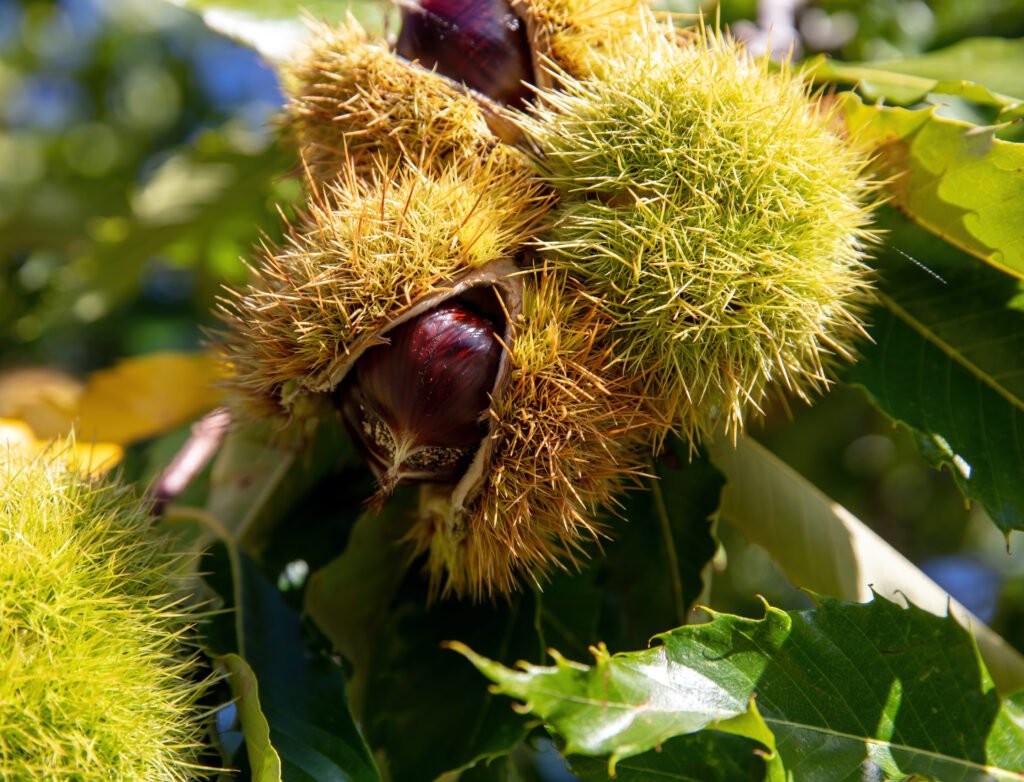 chestnut husk close up castanea sativa tree branc 2022 11 09 05 20 22 utc