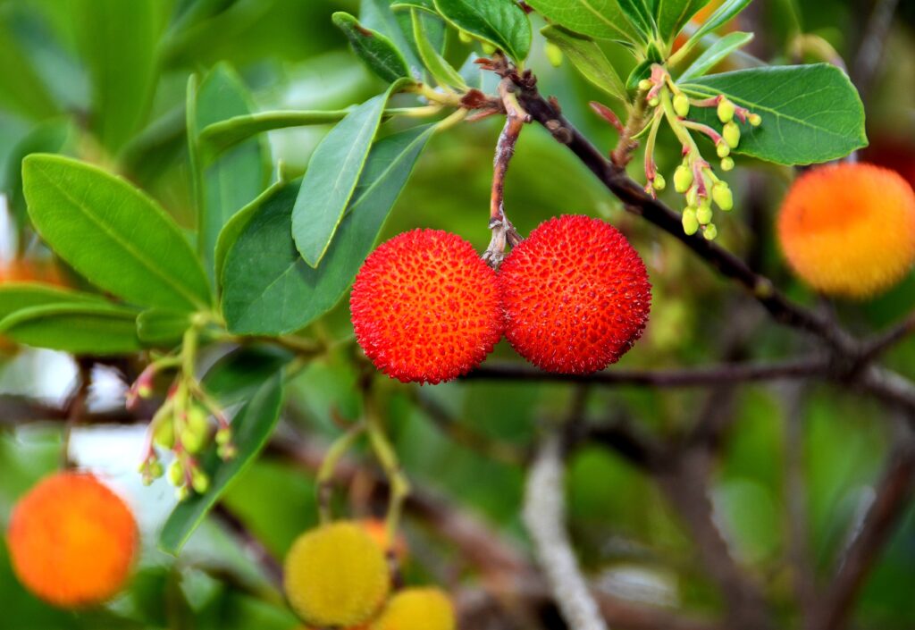 closeup shot of red fruits of arbutus unedo 2022 12 23 00 08 11 utc