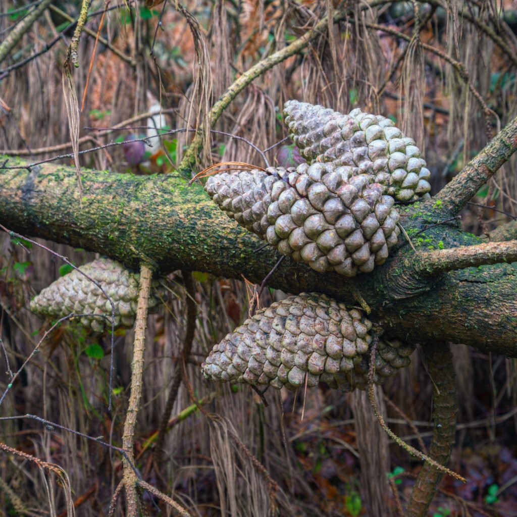 cluster of pinus pinaster pinecones in a plantatio 2022 06 08 21 46 39 utc