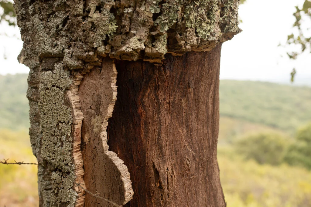 detail of the layers of bark of a cork oak used in 2023 03 13 21 05 04 utc