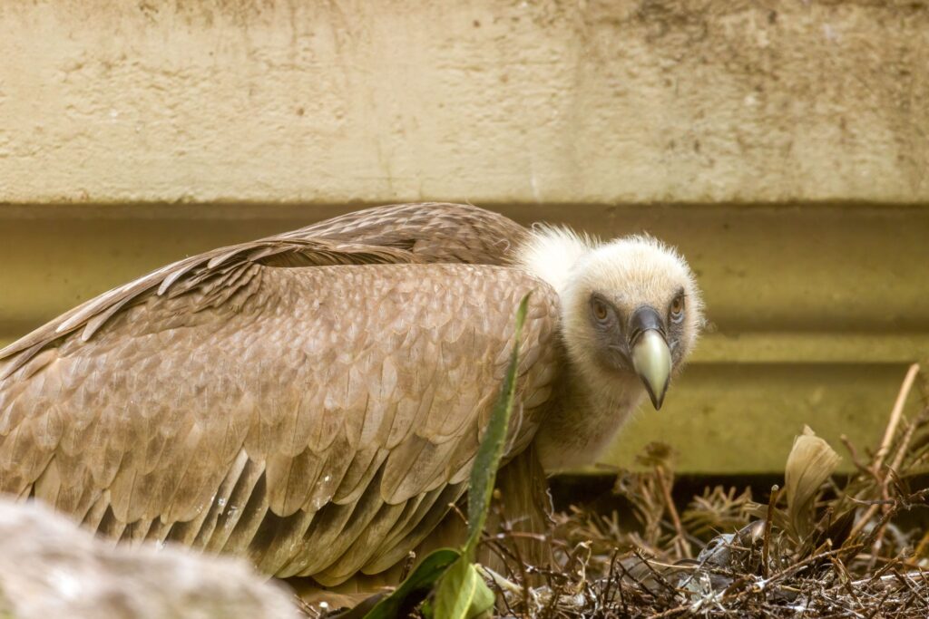 eurasian griffon vulture gyps fulvus on the nest 2023 07 13 01 06 03 utc