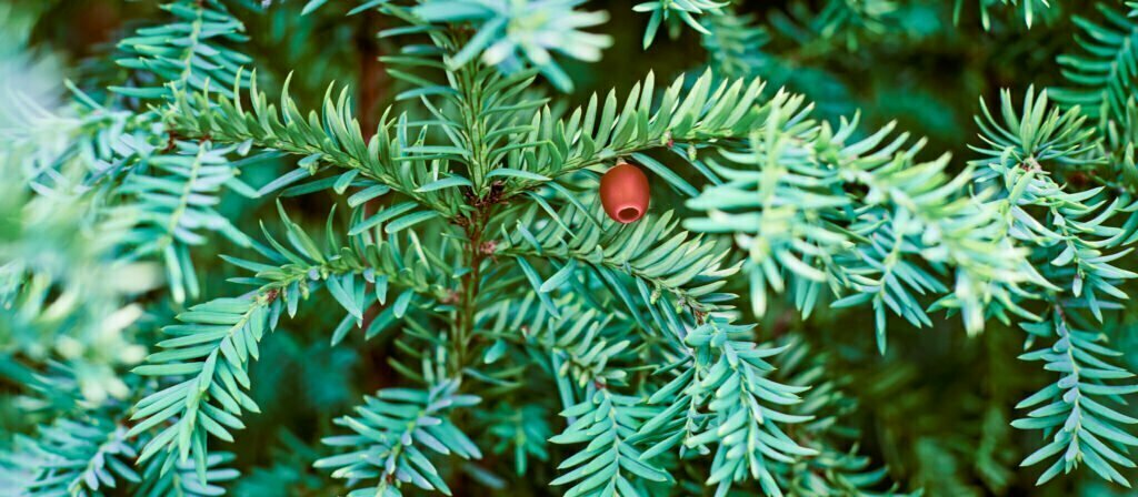 european yew tree taxus baccata evergreen yew clo 2022 12 03 02 39 59 utc