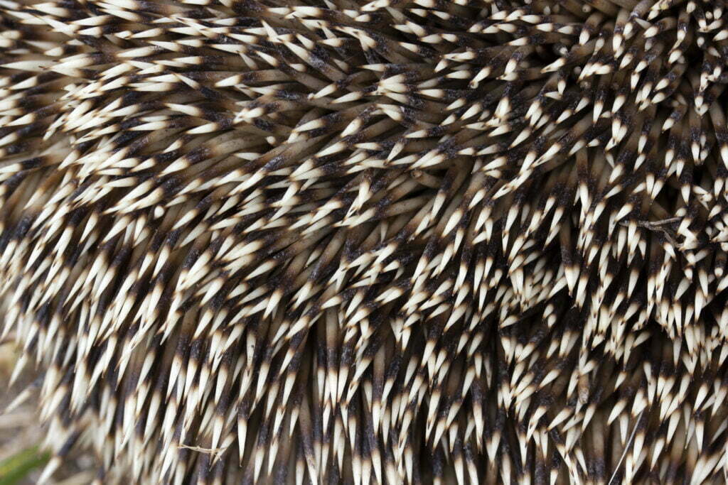 four toed hedgehog thorns erinaceus europaeus 2023 03 02 23 03 37 utc