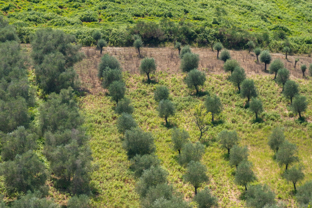 green olive trees farmland agricultural landscape 2023 01 26 07 32 14 utc