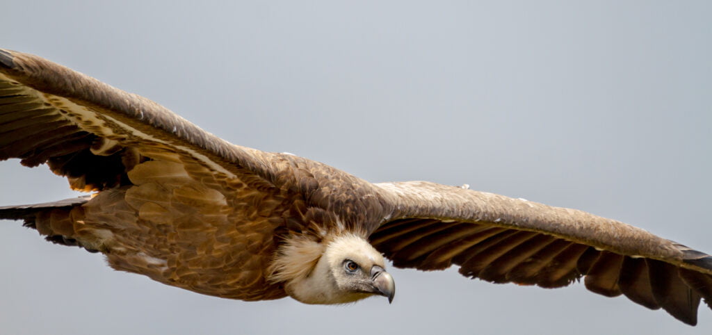 griffon vulture gyps fulvus 2021 08 26 16 29 12 utc