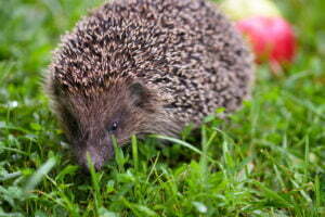 hedgehog scientific name erinaceus europaeus w 2021 08 27 09 55 24 utc