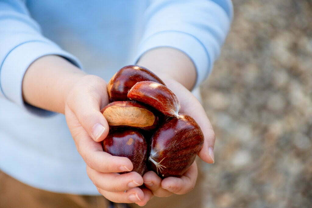 kid holding in hands bunch of sweet chestnuts cas 2023 05 25 03 59 45 utc