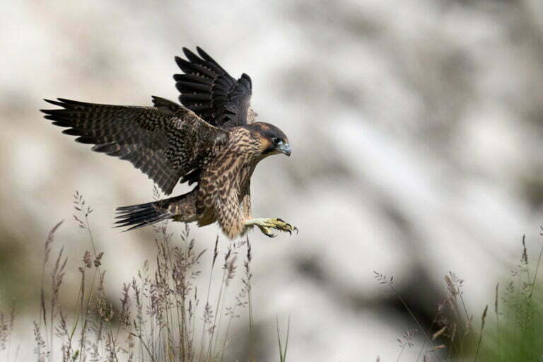 Falco Pellegrino: habitat, caratteristiche e riproduzione