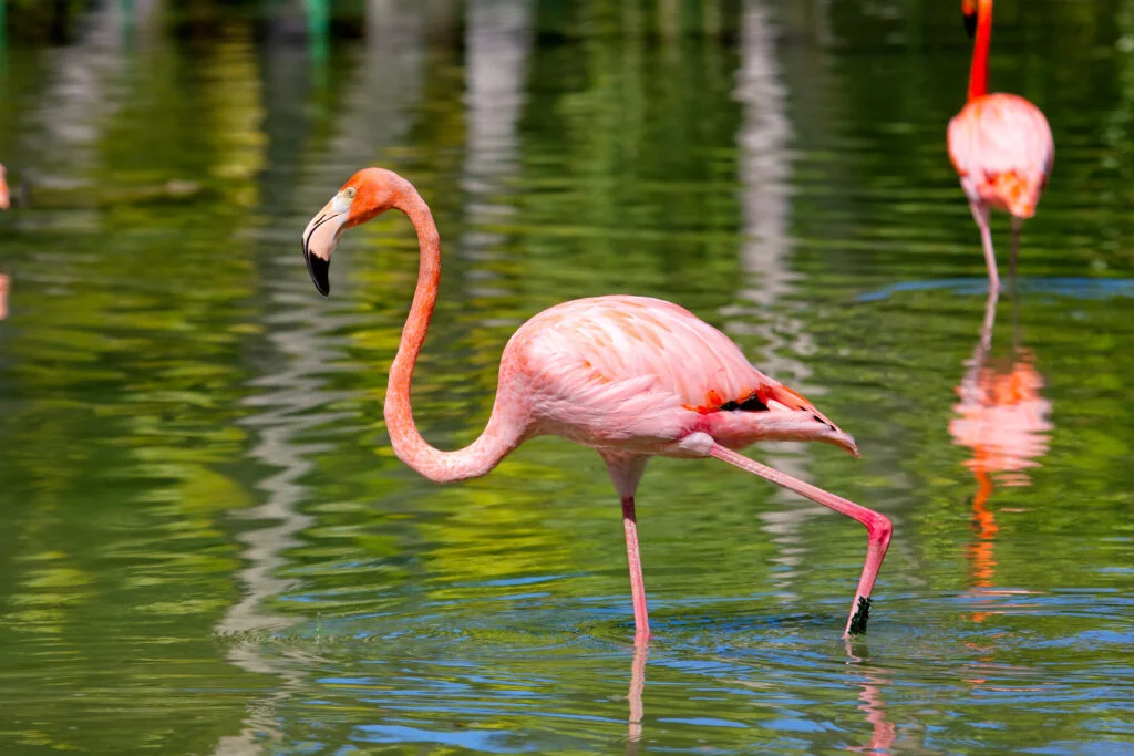 Fenicottero Rosa: caratteristiche, comportamento e habitat 2 pink flamingo 2021 08 26 16 02 31 utc