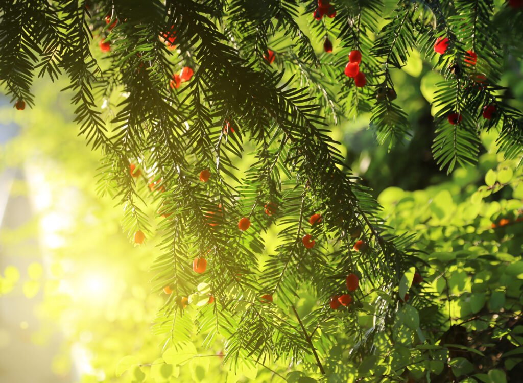 red berries growing on evergreen yew tree in sunli 2022 08 23 16 19 45 utc