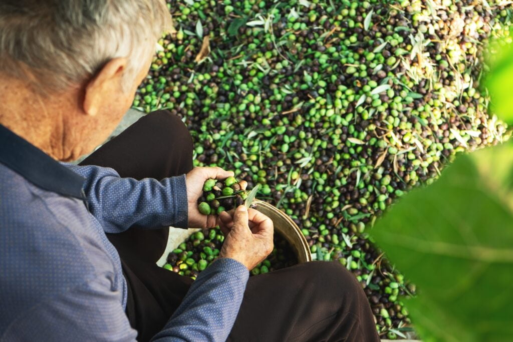 senior man harvesting olives picked from olive tre 2022 11 16 06 06 37 utc