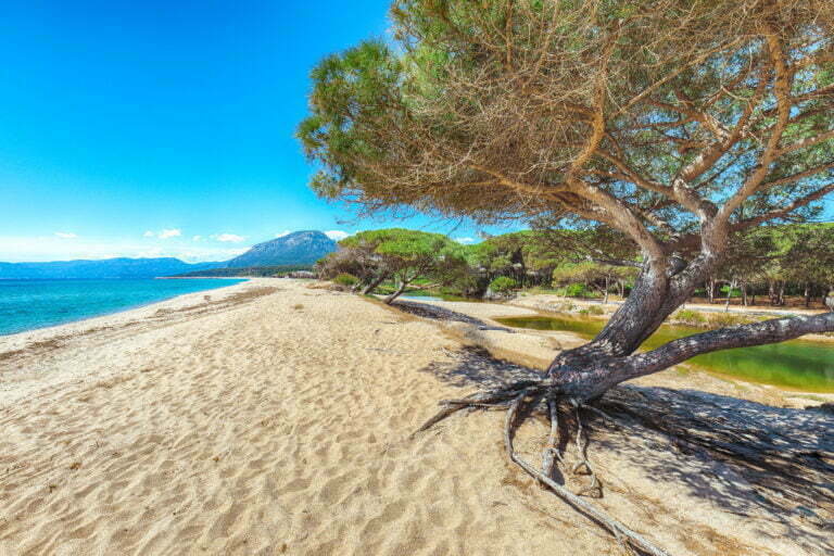 splendid view of maritime pine trees and osala be 2022 02 04 12 33 54 utc