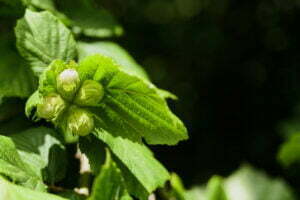 unripe growing hazelnut on tree 2021 08 31 16 49 04 utc