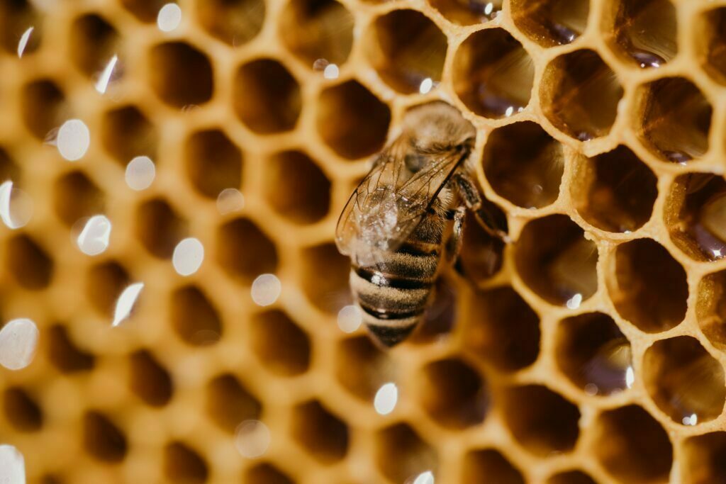 worker bee processes pollen and pumps honey into c 2022 11 17 14 59 33 utc