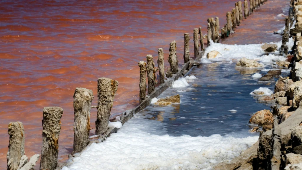 Parco Naturale Regionale Molentargius Saline 2