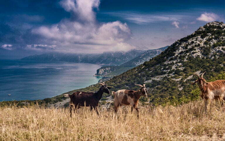 goats on hill with sea in background arbus sardi 2022 03 08 00 06 56 utc