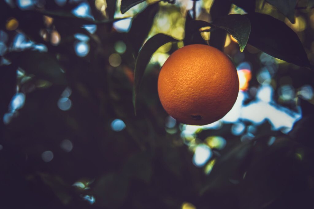 Selective Focus Photography Of Orange Fruit On Tree