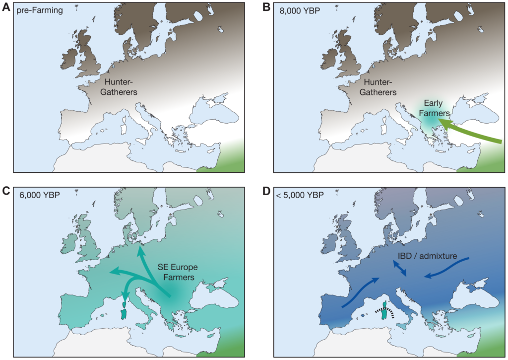 Simplified model for demographic history of Europeans during Neolithic